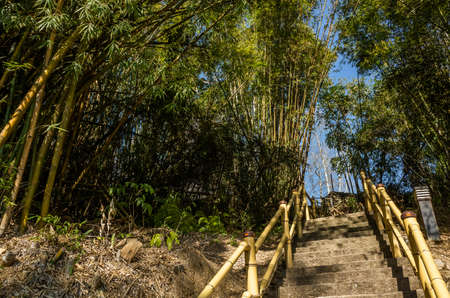 landscape of bamboo tree with stairs at forestの写真素材