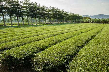 green tea farm at countryside, landscape in Luye, Taiwanの写真素材