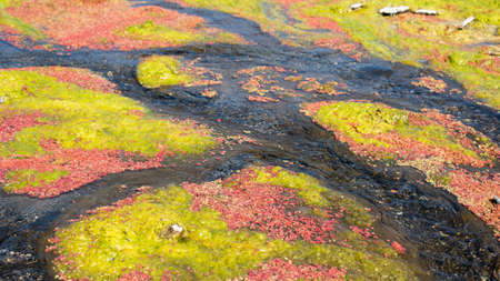 colorful red azolla floating of the river at winter at Wujie , Nantou, Taiwanの写真素材