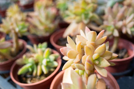 various fresh cactus in the flower pot at the farmの写真素材