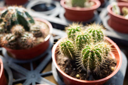 various fresh cactus in the flower pot at the farmの写真素材