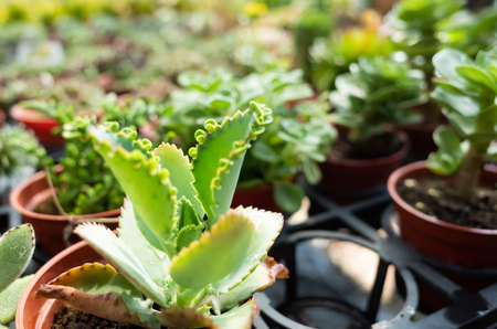 various fresh cactus in the flower pot at the farmの写真素材