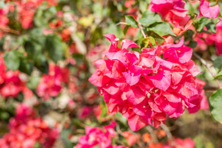 purple bougainvillea flowers in the outdoor, concept of nature backgroundの写真素材