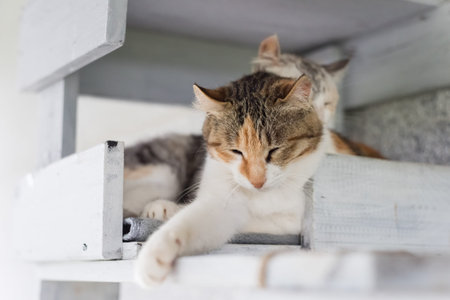 cat at the box