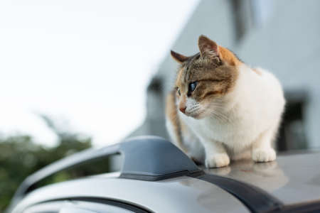 cat sit on a carの写真素材
