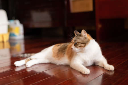 ginger yellow cat sit on the wooden ground at homeの写真素材