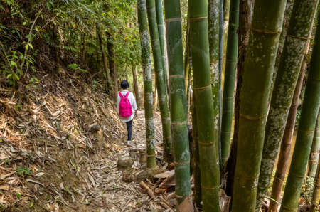 portrait of traveling woman walk on path in forest at Nantou, Taiwanの写真素材