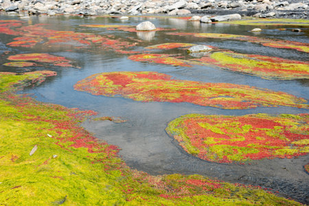 colorful red azolla floating of the river at winter at Wujie , Nantou, Taiwan