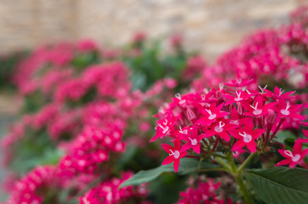 star cluster flowers