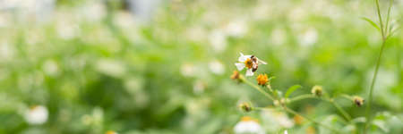 landscape of small white flower background with copyspaceの写真素材