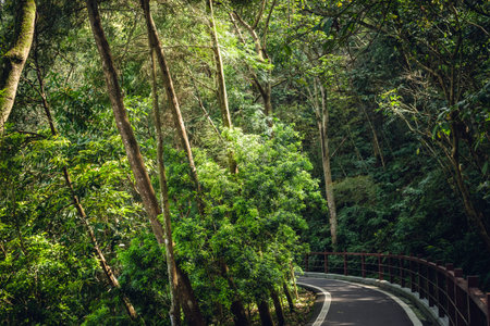 small road by trees with nobody in the daytime