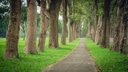 small road by trees with nobody in the daytimeの写真素材
