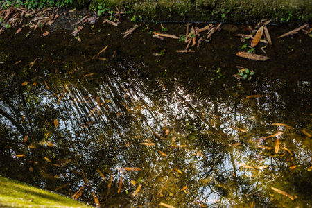 tranquil river with reflection of tree on the water