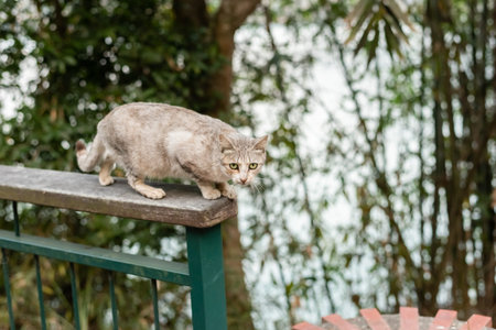 carefully stray cat look at you at the outside