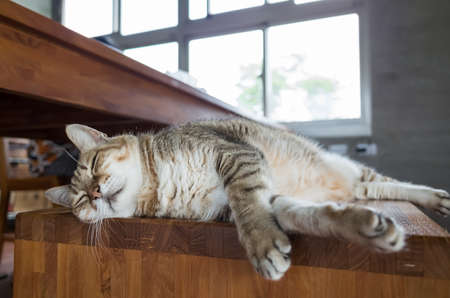 lazy tabby cat sleep on a chair at homeの写真素材