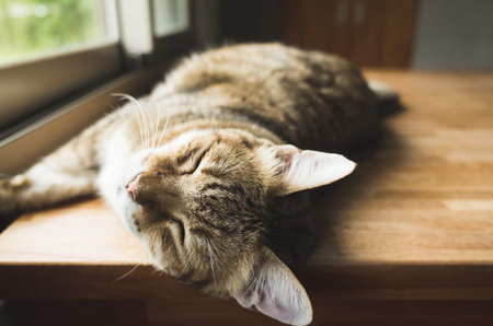 lazy cat sleeping on the wooden desk