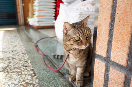 domestic tabby with leash and collar at the streetの写真素材