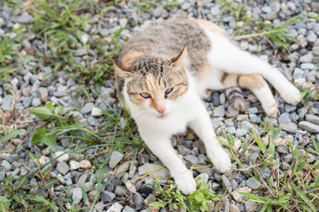 little cat watch at you at outside