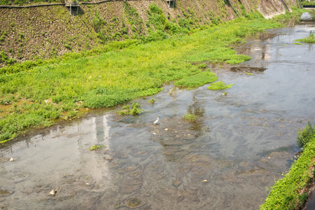 white egret stand on the ditch in the city, Puli township, Nantou, Taiwan, Asia