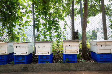 flying busy bees with white box in the outdoor