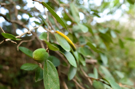 fruit of aiyu jelly tree in the outdoorの写真素材