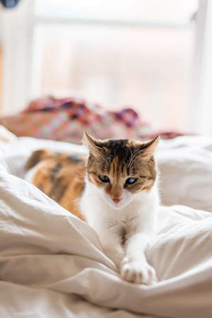 little tortoiseshell cat lying on the bed at homeの写真素材