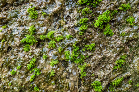 mildewed wall background, grunge texture of dirty cement