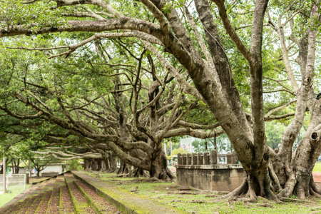 old trees and forest with stairs in a city