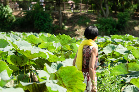 Asian traveler woman walk in a lotus farm in the outdoorの写真素材