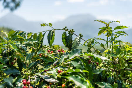 closeup images of coffee tree bean in green and red colorの写真素材