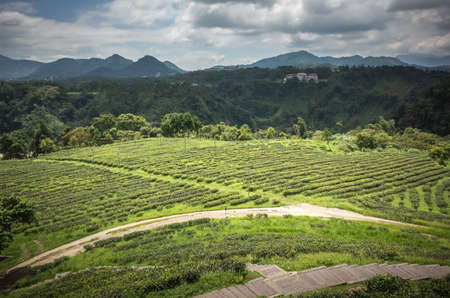 rural scenery of tea farm at Yuchi township, Nantou, Taiwanのeditorial素材