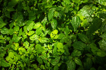 beautiful green grass leaves with sunlight and shadow
