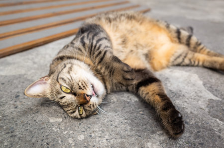 cute fat tabby cat lying on the ground at outside