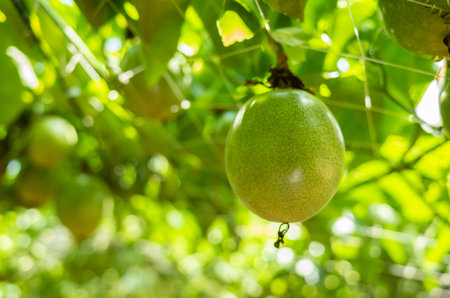 farm of passion fruit cultivation on plastic net at Puli, Nantou county, Taiwan