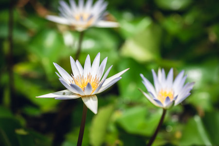 white lotus flower with green leaves in the farm