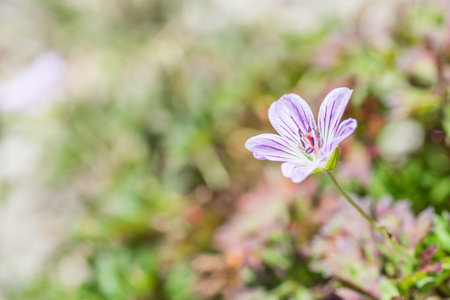 native species of Single Flower Cranesbill living at Hehuan Mountain in the daytime