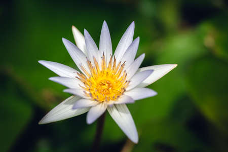 white lotus flower with green leaves in the farmの写真素材