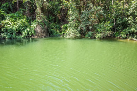 landscape of tropical forest with a pond in the outdoor