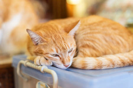 ginger yellow cat stay on the table in a storeの写真素材