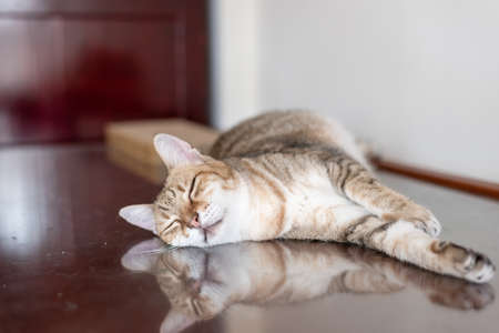 old tabby cat sleep on a tableの写真素材