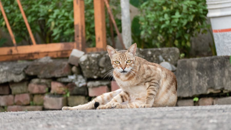 cautiously stray tabby cat at street in a cityの写真素材