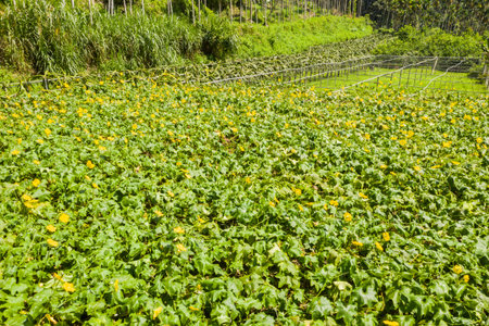 farm of loofah with yellow flowers and green leaves in the daytimeの写真素材
