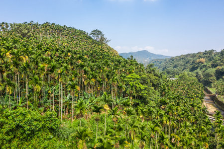 landscape of betel nut tree under sky at Nantou, Taiwan, Asia