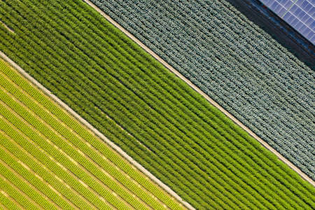 aerial view of colorful farm with vegetables and rice at Changhua, Taiwanの写真素材