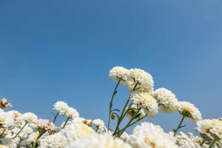beautiful white chrysanthemum farm at Tongluo Township, miaoli county, Taiwanの写真素材