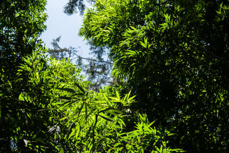 background of green bamboo tree over skyの写真素材
