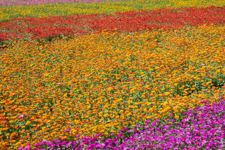 colorful cosmos flowers farm in the outdoorの写真素材