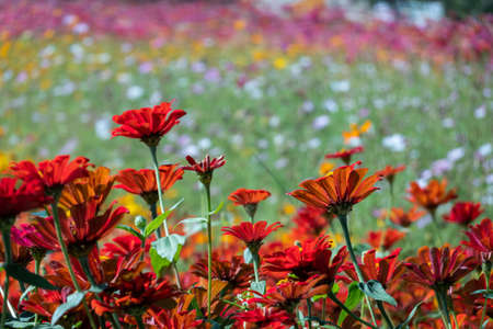 vivid cosmos flowers farm in the outdoorの写真素材