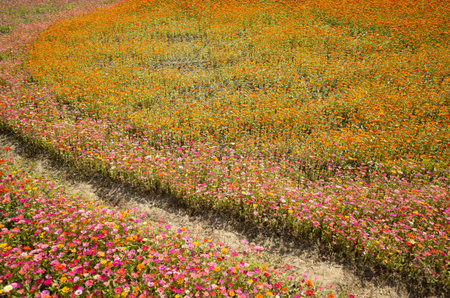 colorful cosmos flowers farm in the outdoor