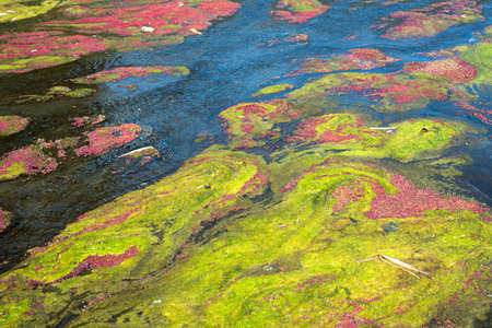colorful red azolla floating of the river at winter at Wujie , Nantou, Taiwanの写真素材